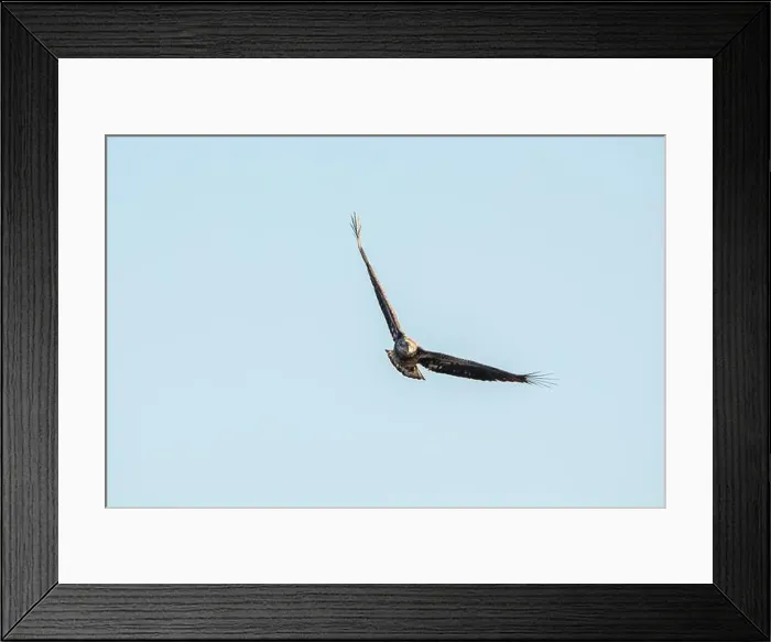 Framed Print : A juvenile bald eagle soars with wings in a v formation isolated against the blue sky on a winter day in Iowa Framed Print : A juvenile bald eagle soars with wings in a v formation isolated against the blue sky on a winter day in Iowa