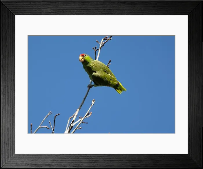 Framed Print : Red crowned parrot in a sweetgum tree in Los Angeles Framed Print : Red crowned parrot in a sweetgum tree in Los Angeles