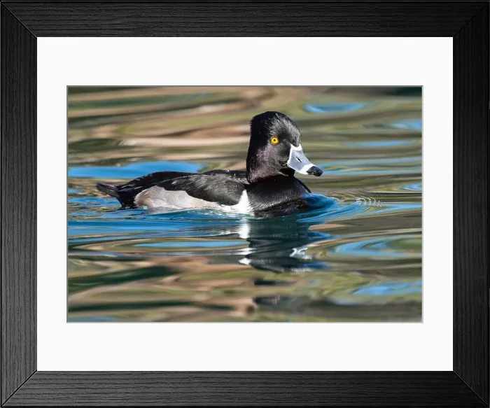 Framed Print : Ring-necked Duck (Aythya collaris) Framed Print : Ring-necked Duck (Aythya collaris)