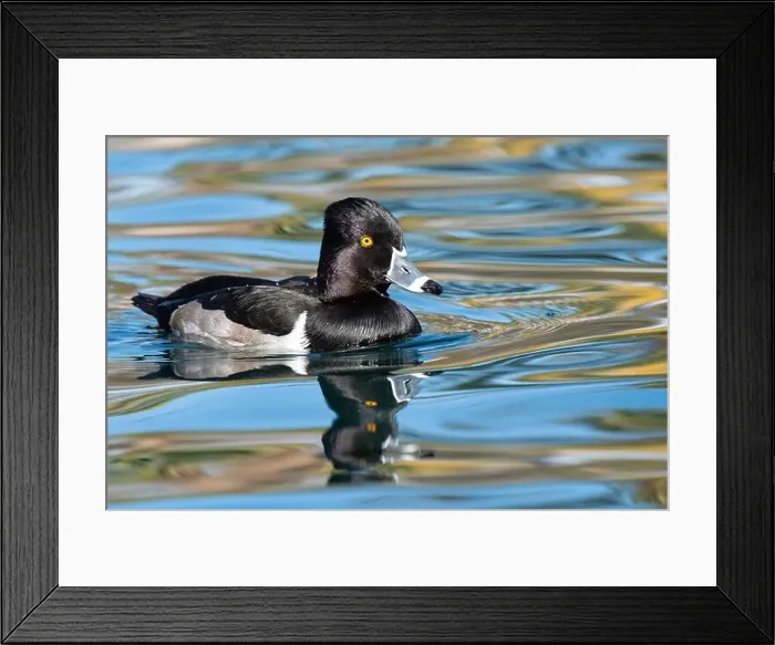 Framed Print : Ring-necked Duck (Aythya collaris) Framed Print : Ring-necked Duck (Aythya collaris)