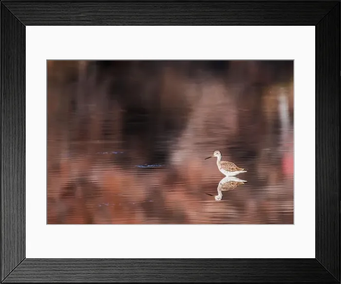 Framed Print : Strolling In The Lower Salt River Framed Print : Strolling In The Lower Salt River