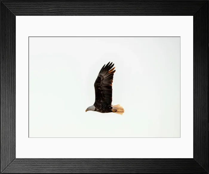 Framed Print : SIde view of an adult bald eagle flying in the blue sky with wings straight up Framed Print : SIde view of an adult bald eagle flying in the blue sky with wings straight up