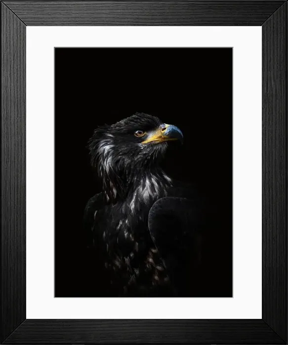 Framed Print : A close-up portrait of a juvenile bald eagle (Haliaeetus leucocephalus) looking to the side, back background, copy space