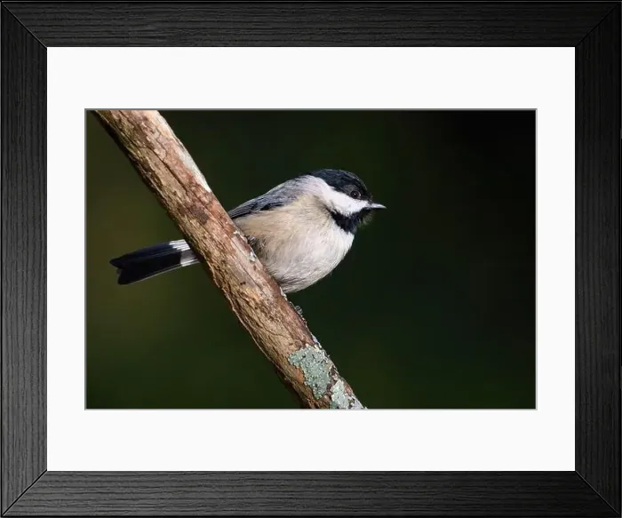 Framed Print : A Carolina chickadee perched on a stick Framed Print : A Carolina chickadee perched on a stick