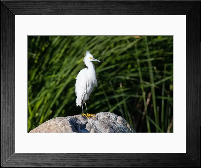 Framed Print : Snowy Egret (Egretta thula) Framed Print : Snowy Egret (Egretta thula)