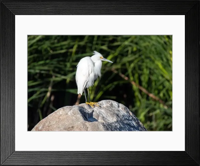Framed Print : Snowy Egret (Egretta thula) Framed Print : Snowy Egret (Egretta thula)
