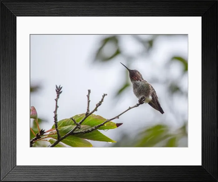Framed Print : Anna's hummingbird (Calypte anna) spotted outdoors in San Francisco Framed Print : Anna's hummingbird (Calypte anna) spotted outdoors in San Francisco
