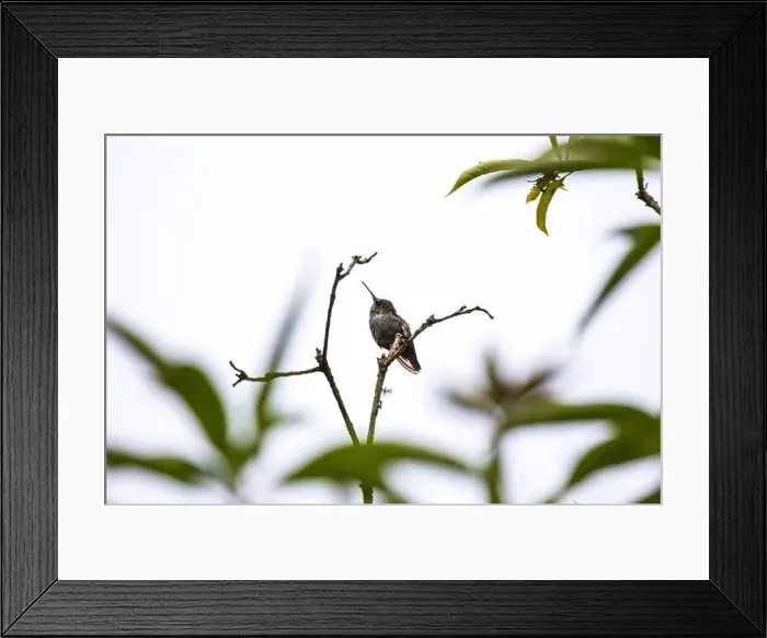 Framed Print : Anna's hummingbird (Calypte anna) spotted outdoors in San Francisco Framed Print : Anna's hummingbird (Calypte anna) spotted outdoors in San Francisco