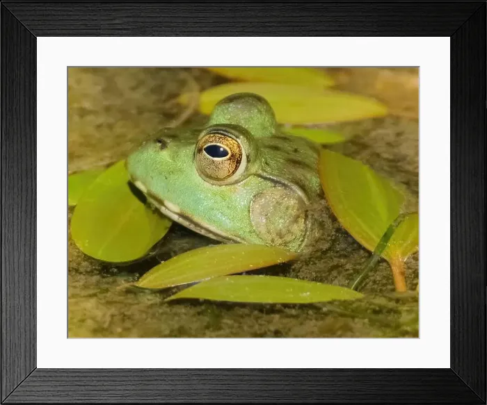 Framed Print : American Bullfrog Hiding in a Pond. Gerland Ranch Regional Park, Monterey County, California, USA Framed Print : American Bullfrog Hiding in a Pond. Gerland Ranch Regional Park, Monterey County, California, USA