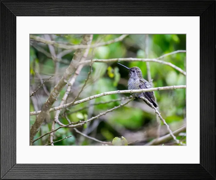 Framed Print : Anna's hummingbird (Calypte anna) spotted outdoors in San Francisco Framed Print : Anna's hummingbird (Calypte anna) spotted outdoors in San Francisco