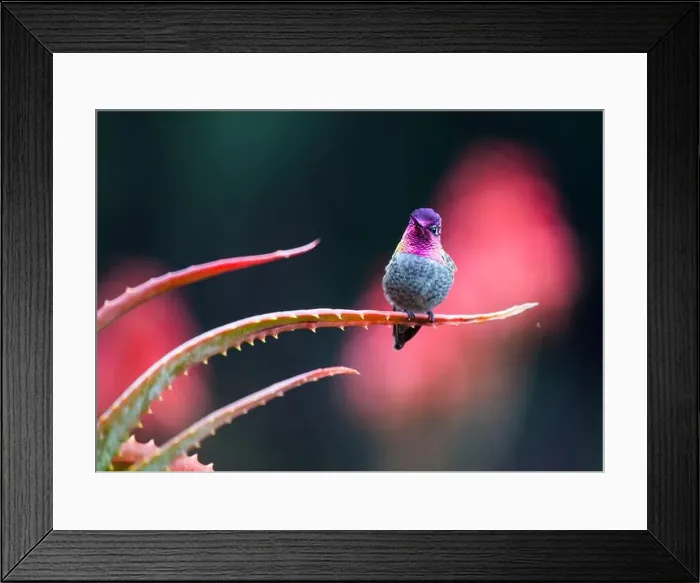 Framed Print : Anna's hummingbird (Calypte anna) spotted outdoors in San Francisco Framed Print : Anna's hummingbird (Calypte anna) spotted outdoors in San Francisco