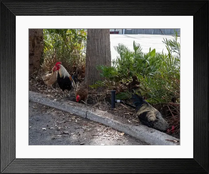 Framed Print : Wild chickens roaming Ybor City in Tampa, Florida, USA Framed Print : Wild chickens roaming Ybor City in Tampa, Florida, USA