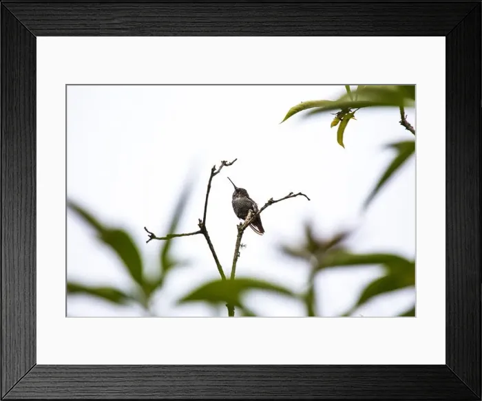 Framed Print : Anna's hummingbird (Calypte anna) spotted outdoors in San Francisco Framed Print : Anna's hummingbird (Calypte anna) spotted outdoors in San Francisco