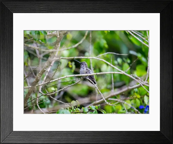 Framed Print : Anna's hummingbird (Calypte anna) spotted outdoors in San Francisco Framed Print : Anna's hummingbird (Calypte anna) spotted outdoors in San Francisco