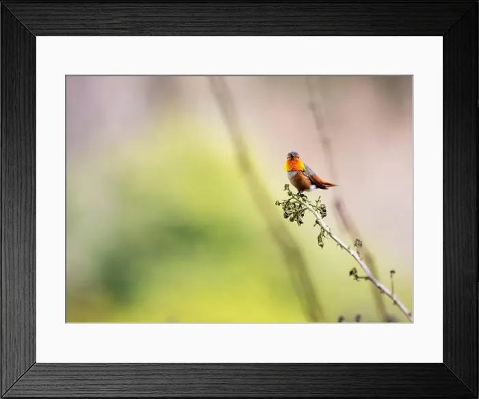 Framed Print : Anna's hummingbird (Calypte anna) spotted outdoors in San Francisco Framed Print : Anna's hummingbird (Calypte anna) spotted outdoors in San Francisco