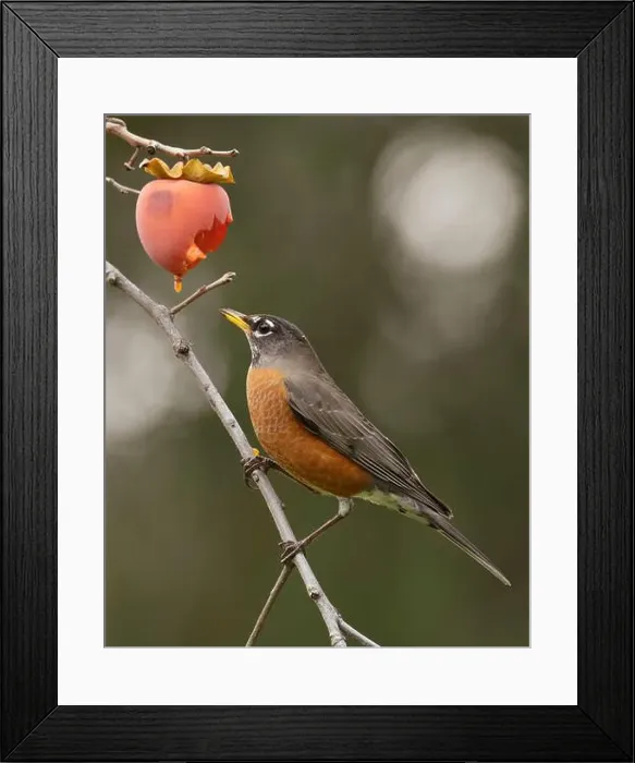 Framed Print : American Robin (Turdus migratorius) eating persimmon in an orchard Sacramento County California USA Framed Print : American Robin (Turdus migratorius) eating persimmon in an orchard Sacramento County California USA