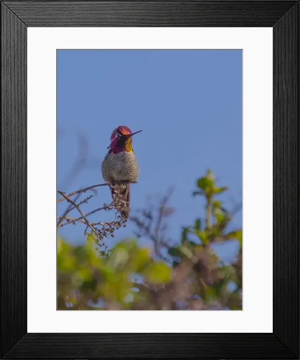 Framed Print : Anna's hummingbird (Calypte anna) spotted outdoors in San Francisco Framed Print : Anna's hummingbird (Calypte anna) spotted outdoors in San Francisco