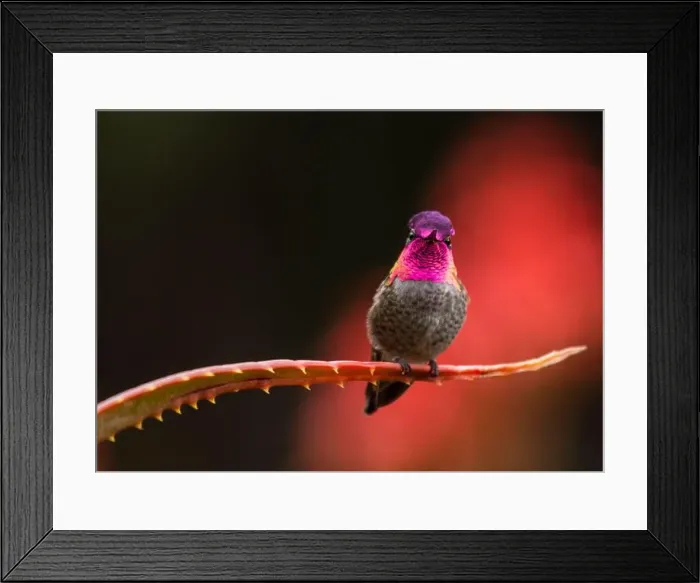Framed Print : Anna's hummingbird (Calypte anna) spotted outdoors in San Francisco Framed Print : Anna's hummingbird (Calypte anna) spotted outdoors in San Francisco