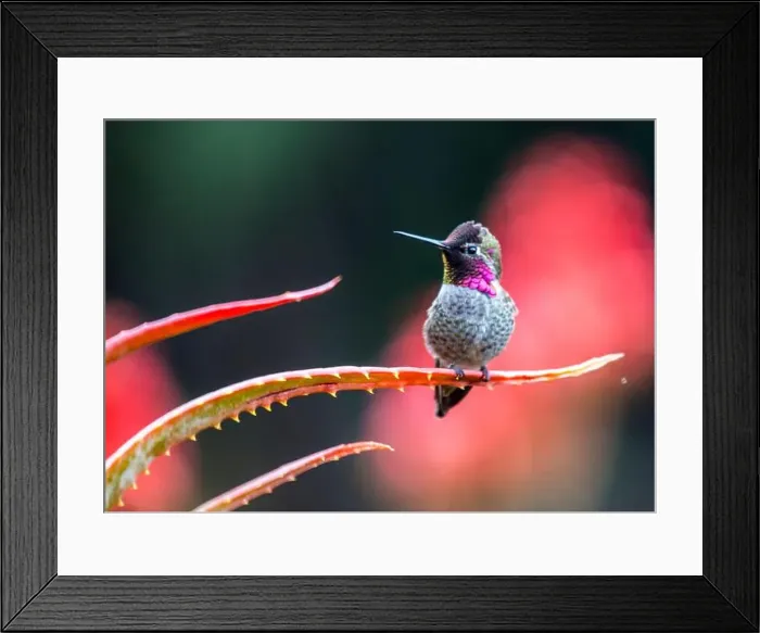 Framed Print : Anna's hummingbird (Calypte anna) spotted outdoors in San Francisco Framed Print : Anna's hummingbird (Calypte anna) spotted outdoors in San Francisco