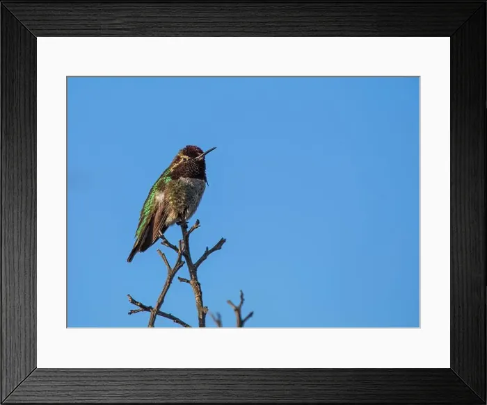 Framed Print : Anna's hummingbird (Calypte anna) spotted outdoors in San Francisco Framed Print : Anna's hummingbird (Calypte anna) spotted outdoors in San Francisco