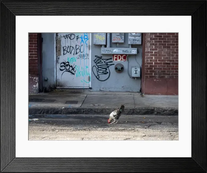 Framed Print : Wild chickens roaming Ybor City in Tampa, Florida, USA
