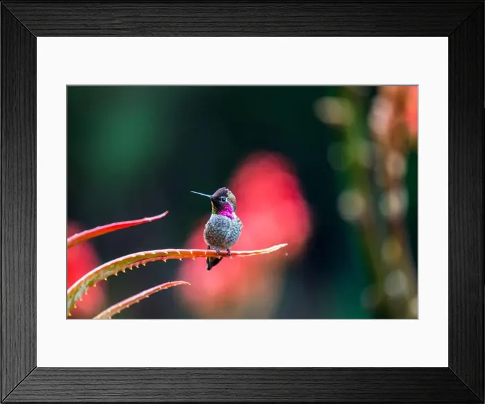 Framed Print : Anna's hummingbird (Calypte anna) spotted outdoors in San Francisco Framed Print : Anna's hummingbird (Calypte anna) spotted outdoors in San Francisco