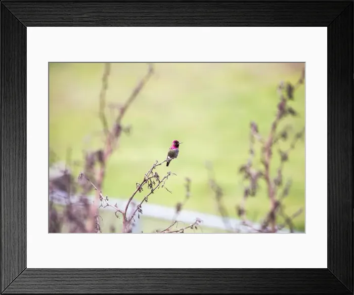 Framed Print : Anna's hummingbird (Calypte anna) spotted outdoors in San Francisco Framed Print : Anna's hummingbird (Calypte anna) spotted outdoors in San Francisco