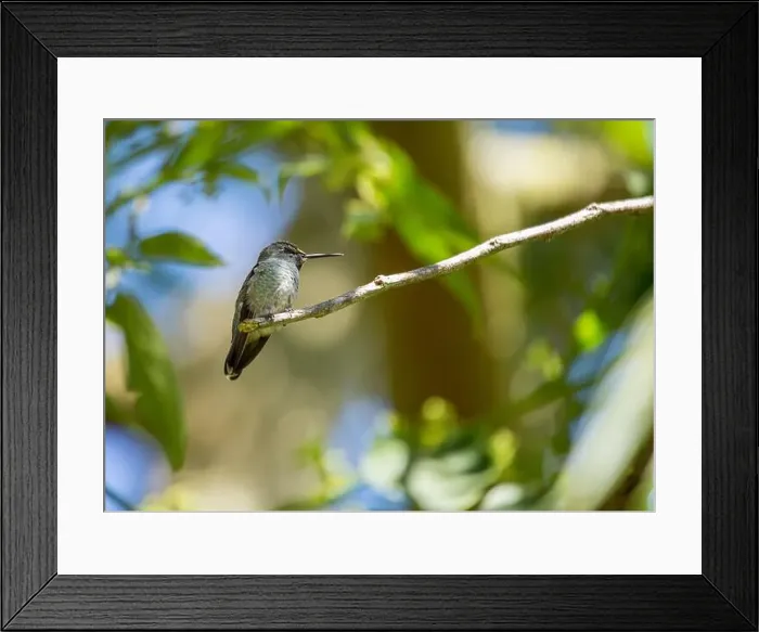 Framed Print : Anna's hummingbird (Calypte anna) spotted outdoors in San Francisco Framed Print : Anna's hummingbird (Calypte anna) spotted outdoors in San Francisco
