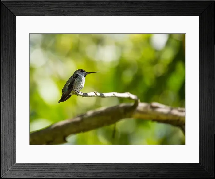 Framed Print : Anna's hummingbird (Calypte anna) spotted outdoors in San Francisco Framed Print : Anna's hummingbird (Calypte anna) spotted outdoors in San Francisco
