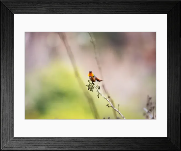 Framed Print : Anna's hummingbird (Calypte anna) spotted outdoors in San Francisco Framed Print : Anna's hummingbird (Calypte anna) spotted outdoors in San Francisco