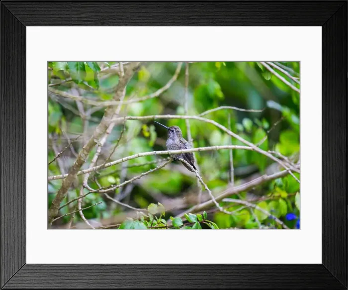 Framed Print : Anna's hummingbird (Calypte anna) spotted outdoors in San Francisco Framed Print : Anna's hummingbird (Calypte anna) spotted outdoors in San Francisco