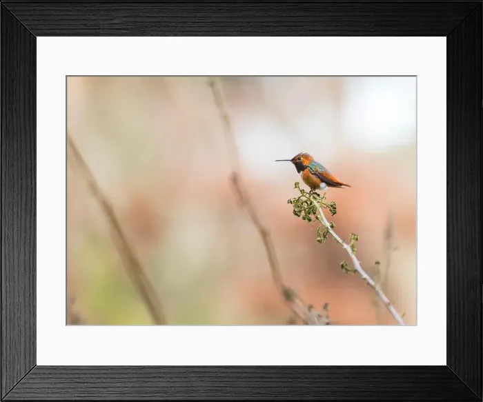 Framed Print : Anna's hummingbird (Calypte anna) spotted outdoors in San Francisco Framed Print : Anna's hummingbird (Calypte anna) spotted outdoors in San Francisco