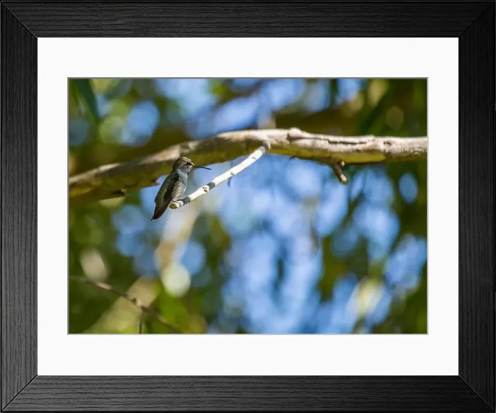 Framed Print : Anna's hummingbird (Calypte anna) spotted outdoors in San Francisco Framed Print : Anna's hummingbird (Calypte anna) spotted outdoors in San Francisco