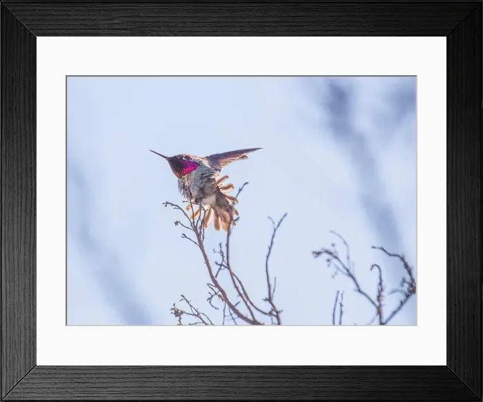 Framed Print : Anna's hummingbird (Calypte anna) spotted outdoors in San Francisco Framed Print : Anna's hummingbird (Calypte anna) spotted outdoors in San Francisco