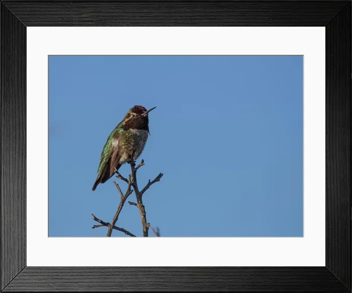 Framed Print : Anna's hummingbird (Calypte anna) spotted outdoors in San Francisco Framed Print : Anna's hummingbird (Calypte anna) spotted outdoors in San Francisco