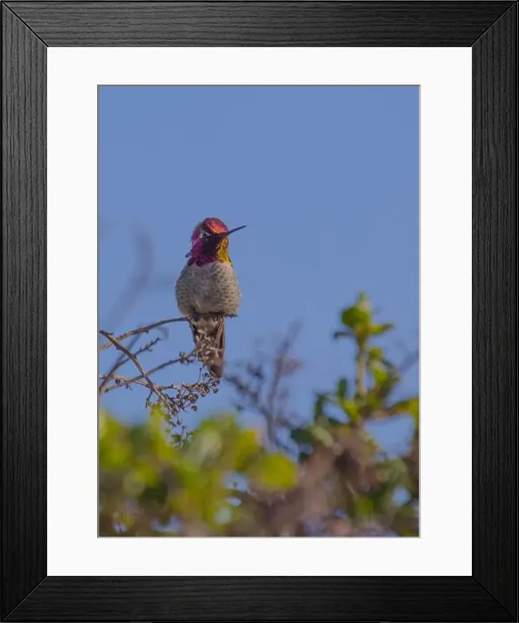 Framed Print : Anna's hummingbird (Calypte anna) spotted outdoors in San Francisco Framed Print : Anna's hummingbird (Calypte anna) spotted outdoors in San Francisco