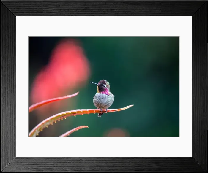 Framed Print : Anna's hummingbird (Calypte anna) spotted outdoors in San Francisco Framed Print : Anna's hummingbird (Calypte anna) spotted outdoors in San Francisco