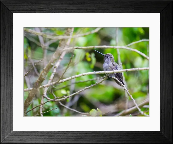 Framed Print : Anna's hummingbird (Calypte anna) spotted outdoors in San Francisco Framed Print : Anna's hummingbird (Calypte anna) spotted outdoors in San Francisco