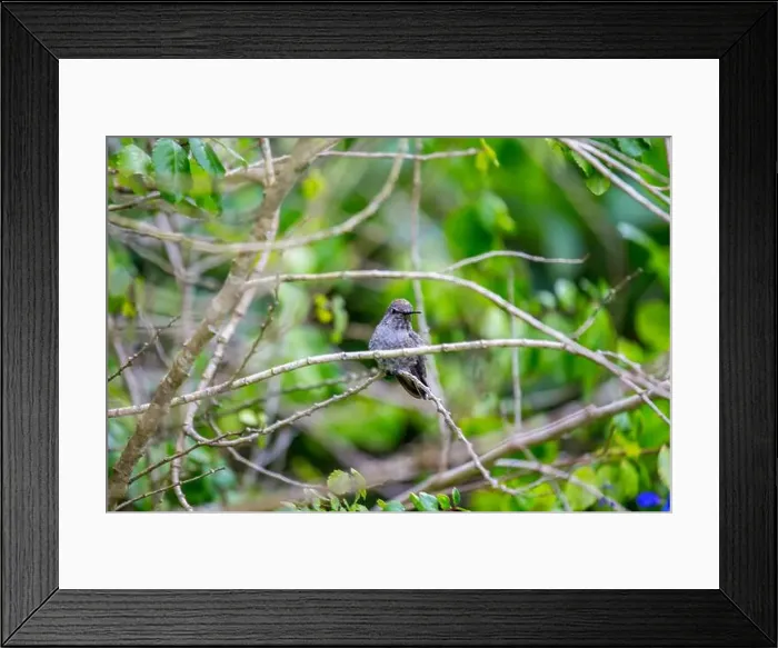 Framed Print : Anna's hummingbird (Calypte anna) spotted outdoors in San Francisco Framed Print : Anna's hummingbird (Calypte anna) spotted outdoors in San Francisco