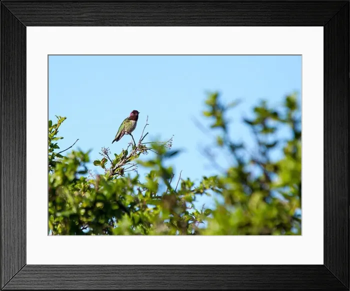 Framed Print : Anna's hummingbird (Calypte anna) spotted outdoors in San Francisco Framed Print : Anna's hummingbird (Calypte anna) spotted outdoors in San Francisco