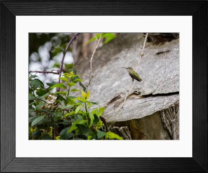 Framed Print : Anna's hummingbird (Calypte anna) spotted outdoors in San Francisco Framed Print : Anna's hummingbird (Calypte anna) spotted outdoors in San Francisco