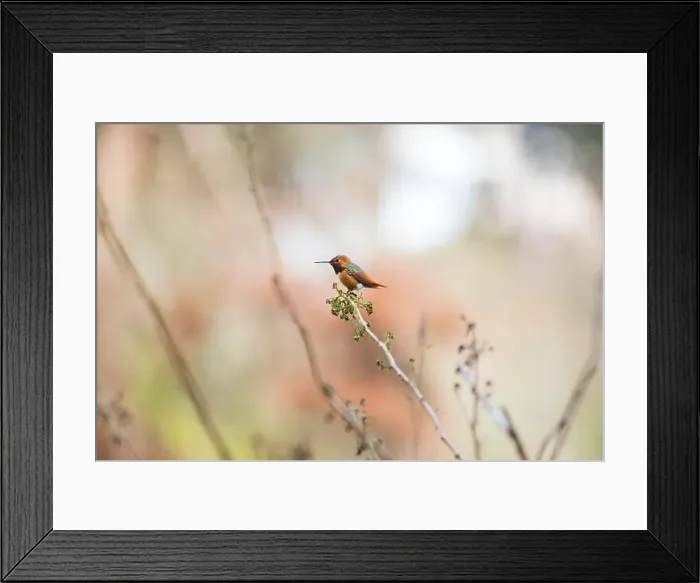 Framed Print : Anna's hummingbird (Calypte anna) spotted outdoors in San Francisco Framed Print : Anna's hummingbird (Calypte anna) spotted outdoors in San Francisco