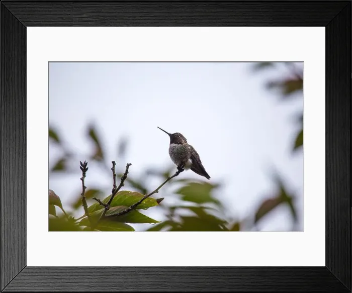 Framed Print : Anna's hummingbird (Calypte anna) spotted outdoors in San Francisco Framed Print : Anna's hummingbird (Calypte anna) spotted outdoors in San Francisco