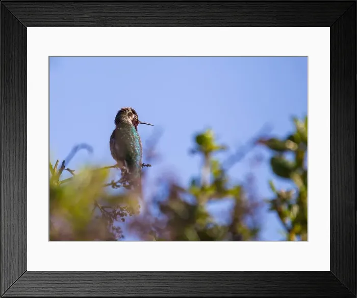 Framed Print : Anna's hummingbird (Calypte anna) spotted outdoors in San Francisco Framed Print : Anna's hummingbird (Calypte anna) spotted outdoors in San Francisco
