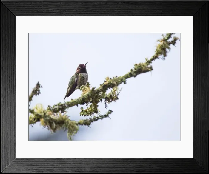 Framed Print : Anna's hummingbird (Calypte anna) spotted outdoors in San Francisco Framed Print : Anna's hummingbird (Calypte anna) spotted outdoors in San Francisco