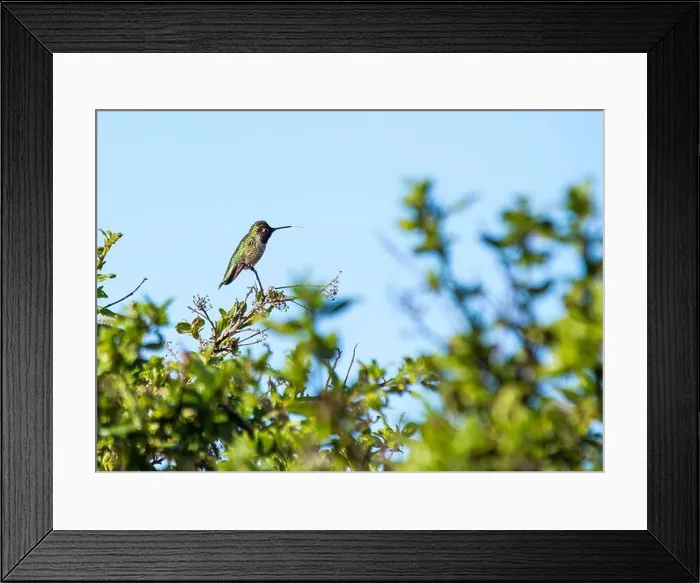 Framed Print : Anna's hummingbird (Calypte anna) spotted outdoors in San Francisco Framed Print : Anna's hummingbird (Calypte anna) spotted outdoors in San Francisco