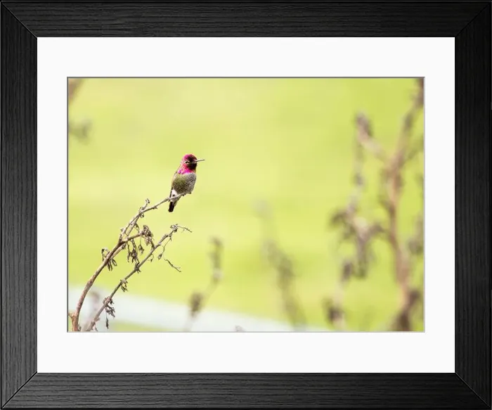 Framed Print : Anna's hummingbird (Calypte anna) spotted outdoors in San Francisco Framed Print : Anna's hummingbird (Calypte anna) spotted outdoors in San Francisco