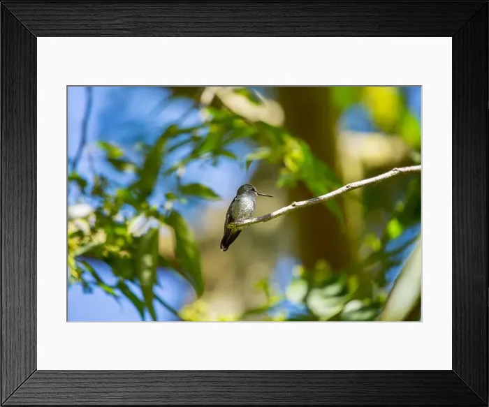 Framed Print : Anna's hummingbird (Calypte anna) spotted outdoors in San Francisco Framed Print : Anna's hummingbird (Calypte anna) spotted outdoors in San Francisco