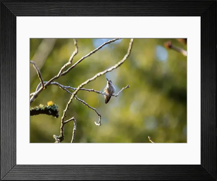 Framed Print : Anna's hummingbird (Calypte anna) spotted outdoors in San Francisco Framed Print : Anna's hummingbird (Calypte anna) spotted outdoors in San Francisco