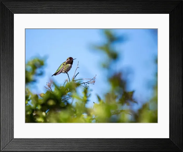 Framed Print : Anna's hummingbird (Calypte anna) spotted outdoors in San Francisco Framed Print : Anna's hummingbird (Calypte anna) spotted outdoors in San Francisco